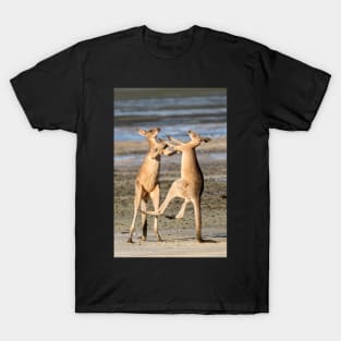 Boxing Kangaroos, Toorbul, Queensland T-Shirt